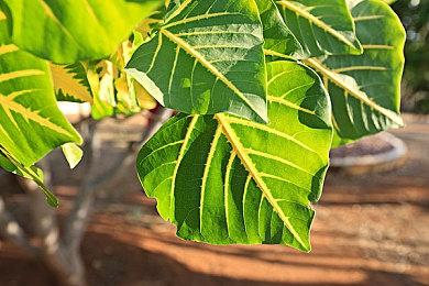 建造模拟游戏《新星岛物语》Steam发售 未来将更新更多内容